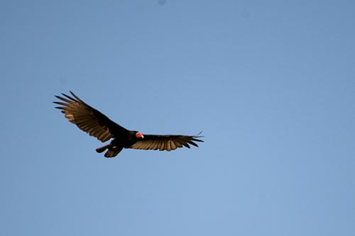 Perú