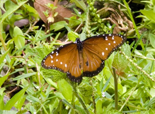 Nicaragua