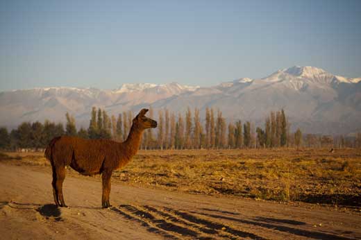 Mendoza